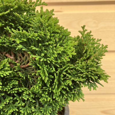 Chamaecyparis obtusa Kosteri, Japansk Ädercypress