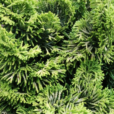 Chamaecyparis obtusa Nana Aurea