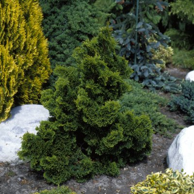 Chamaecyparis obtusa Nana Gracilis, Japansk Ädelcypress