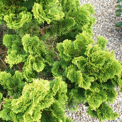 Chamaecyparis obtusa Nana Gracilis, Japansk Ädelcypress, 50 stam C3