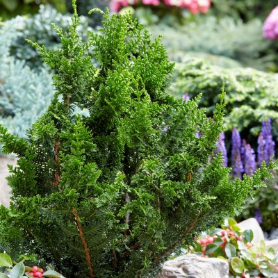 Chamaecyparis obtusa Teddy Bear, Japansk Ädelcypress