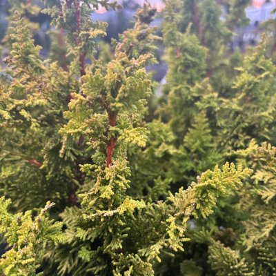 Chamaecyparis obtusa Yellow Teddy Bear
