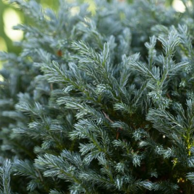 Ärtcypress