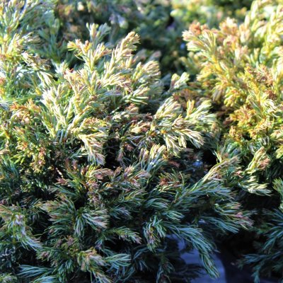 Chamaecyparis pisifera Boulevard, Ärtcypress, C2