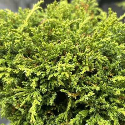 Chamaecyparis pisifera Hime-sawara