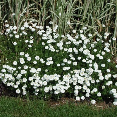 Chamaemelum nobile Ligulosum, Romersk Kamomill, Krukstorlek: 0,5-1L