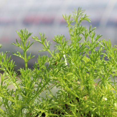 Chamaemelum nobile, Romersk Kamomill, P9cm