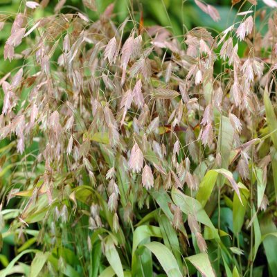 Chasmanthium latifolium, Droppax / Flatax, C11cm