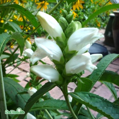 Chelone obliqua Alba, Sköldpaddsört, P9cm