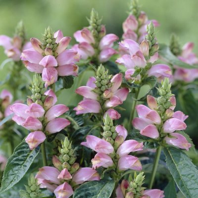 Chelone lyonii Pink Temptation