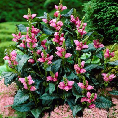 Chelone obliqua, Sköldpaddsört