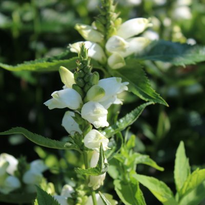 Chelone obliqua Alba, Sköldpaddsört