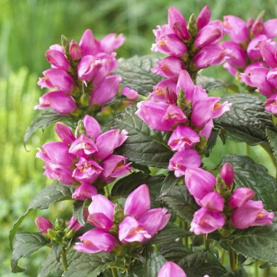 Chelone obliqua Pink Turtle