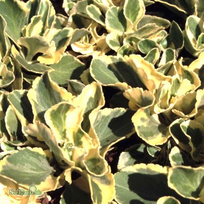 Chiastophyllum opposti. Variegata, Gullbåge, P9cm