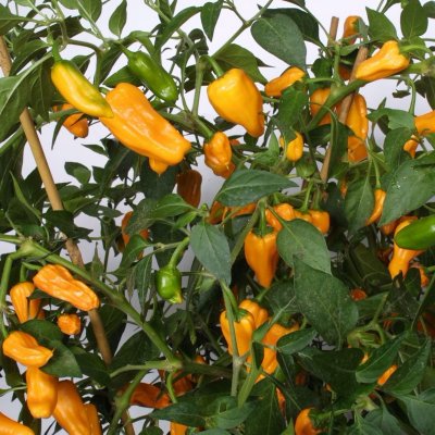 Chilipeppar Cheyenne, Ekologisk