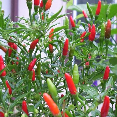 Chilipeppar Thai Chili, Ekologisk