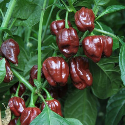 Chilipeppar Chocolate Scotch Bonnet, Ekologisk