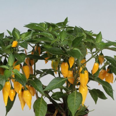 Chilipeppar Citron, Ekologisk