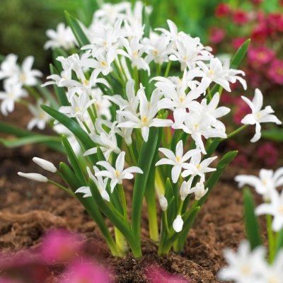 Vårstjärna Chionodoxa luciliae Alba 20st