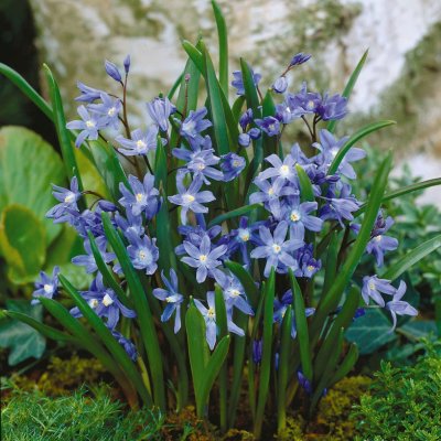 Liten Vårstjärna Scilla sardensis 15st