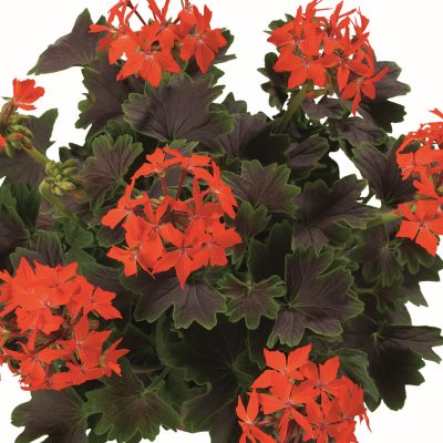 Pelargonium x hortorum Chocolate ®