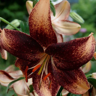 Lilium hybr. Chocolate Event, Asiatisk Lilja, P11cm