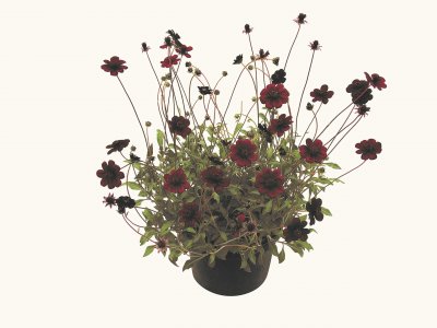 Chokladskära/Chokladblomma, Stickling 3-pack