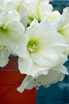 Amaryllis Christmas Gift