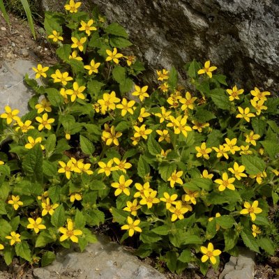 Chrysogonum virginianum, Guldstjärna, P9cm