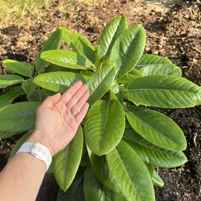 Rhododendron hybr. Cinnamon Princess
