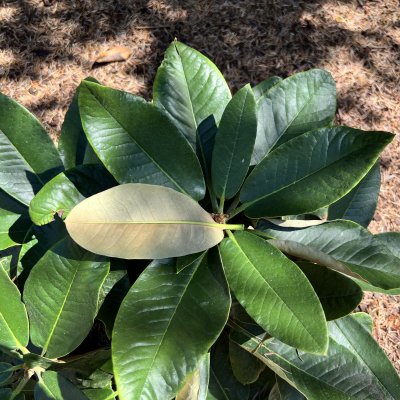 Rhododendron hybr. Cinnamon Princess