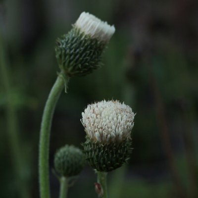 Cirsium rivulare Frosted Magic ®, Bäcktistel, P9cm