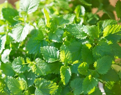 Citronmeliss, Stickling, Melissa officinalis