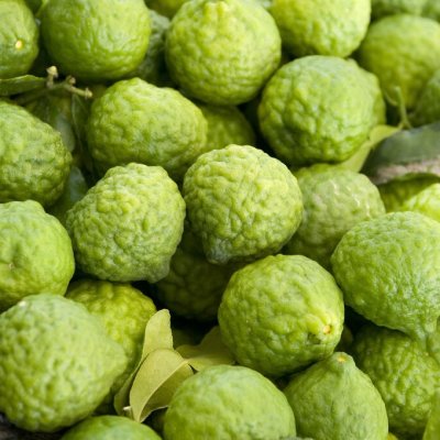 Citrus hystrix, Papeda / Kaffirlime
