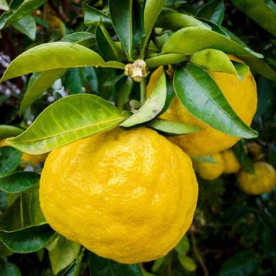 Citrus x junos, Yuzu / Switrus