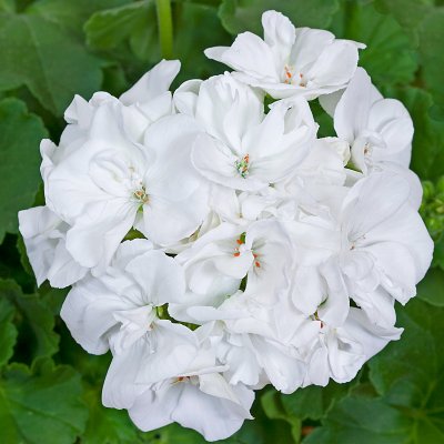Pelargon Classic White, stickling 3-pack