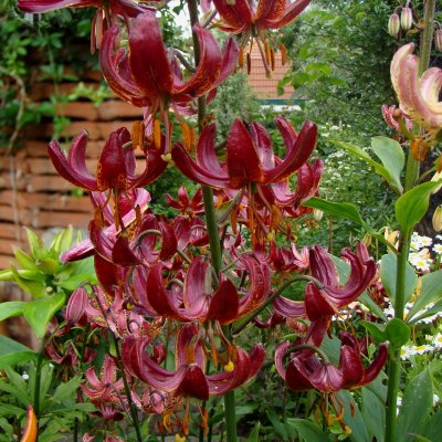 Lilium martagon Claude Shride, Krollilja, P11cm