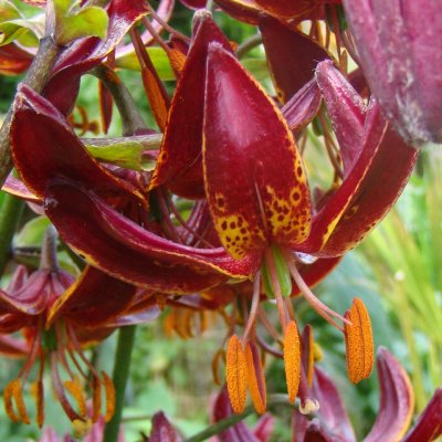 Lilium martagon Claude Shride, Krollilja, P11cm