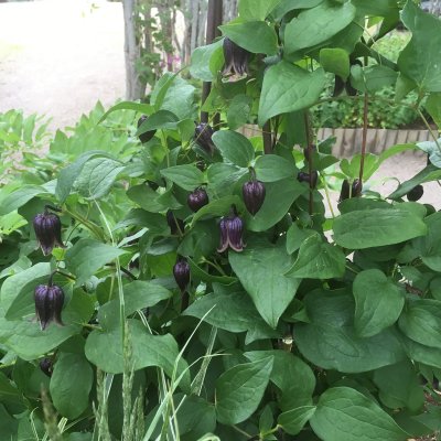 ianthina (fusca var. violacea), Purpurklematis, C2