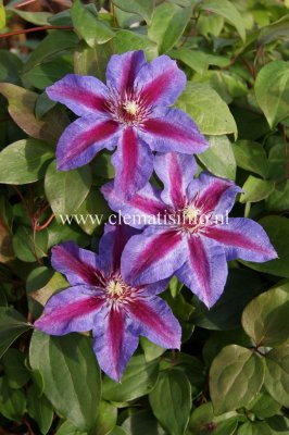Clematis patens Akaishi, Klematis Storblommig, C2