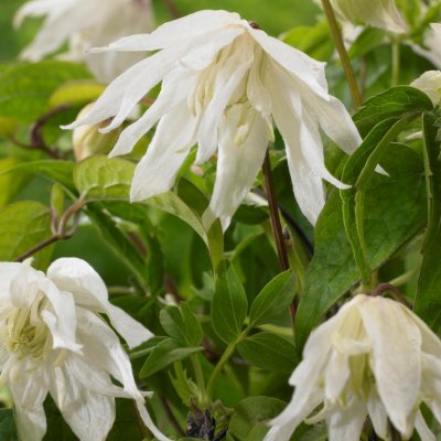 atragene Albina Plena, Klematis, C2