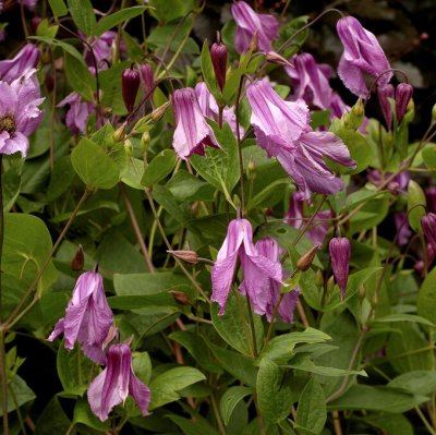 diversifolia Aljonushka, Parmaklematis, C2