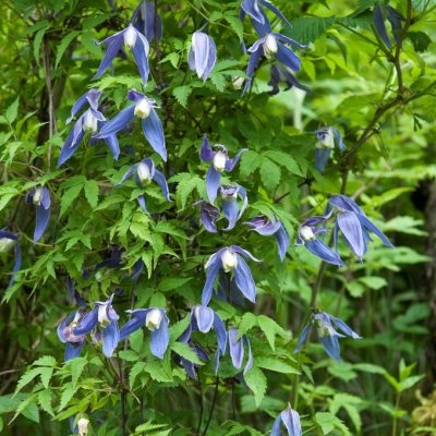 alpina, Alpklematis, C2