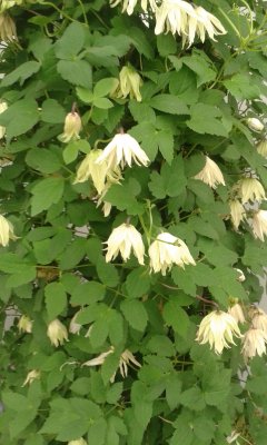 Clematis atragene Amber ®, Klematis, C2