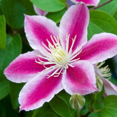 patens Angela Zoang, Klematis Storblommig, C2