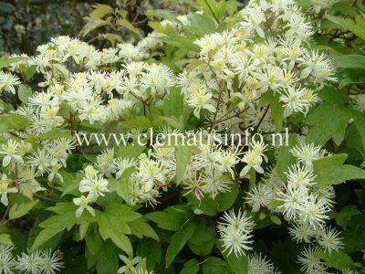 Clematis apiifolia, Koreansk Skogsklematis, C2