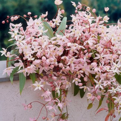 armandii Apple Blossom, Vinterklematis, C2