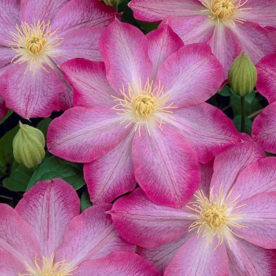 patens Asao, Klematis Storblommig, C2