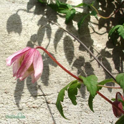 Klematis, 'Pink Flamingo'