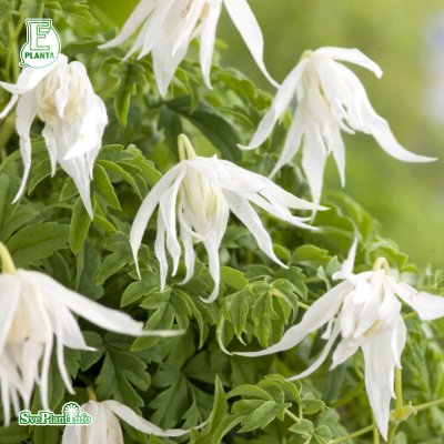 Klematis, 'Tuva' ®, E-planta